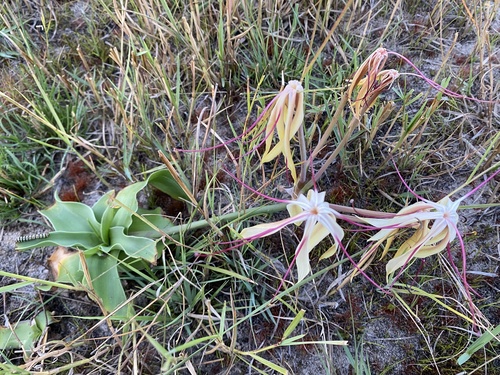 Crinum (Swamplilies) (alternate view 9)