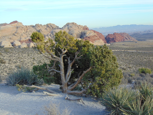Juniperus osteosperma (Utah Juniper) (alternate view 5)