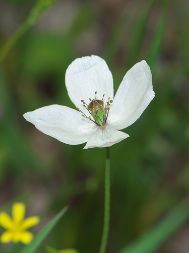 Papaver dubium (Long-headed poppy)