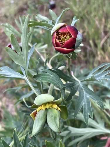 Paeonia californica (California Peony) (alternate view 3)