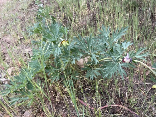 Paeonia californica (California Peony) (alternate view 4)