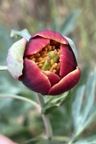 Paeonia californica (California Peony) (alternate view 2)
