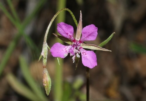 Clarkia rhomboidea (diamond clarkia) (alternate view 5)