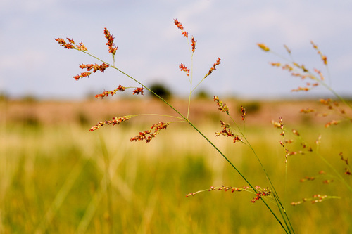 Panicum virgatum (Switchgrass)