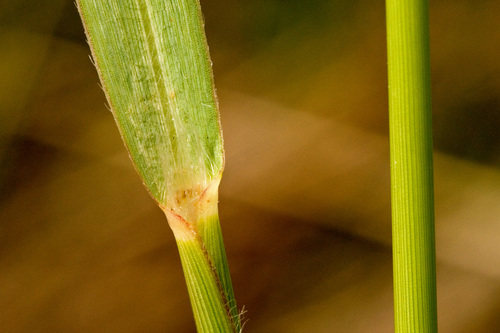 Panicum virgatum (Switchgrass)