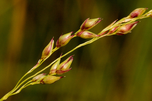 Panicum virgatum (Switchgrass)