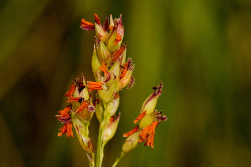 Panicum virgatum (Switchgrass)