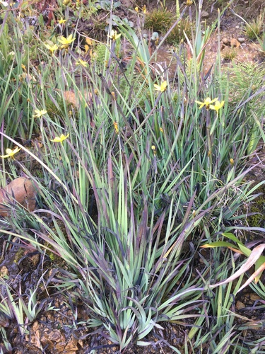 Sisyrinchium californicum (Golden Blue-eyed Grass) (alternate view 6)