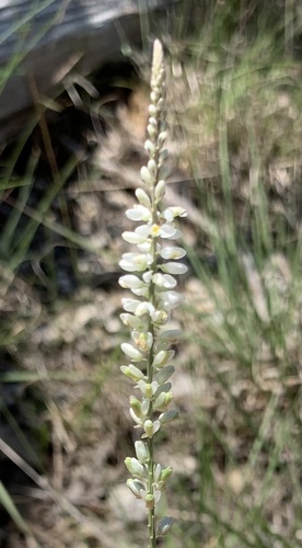 Senega alba (white milkwort)