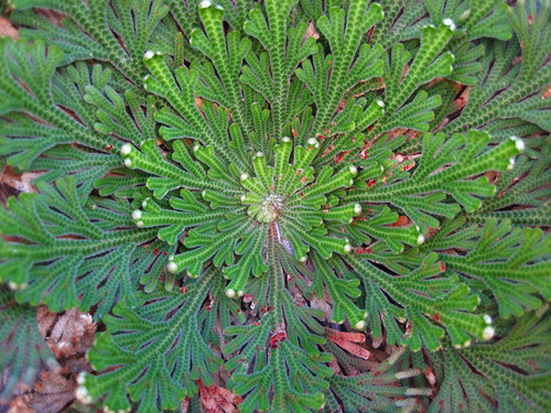 Selaginella (Spikemosses) (alternate view 5)
