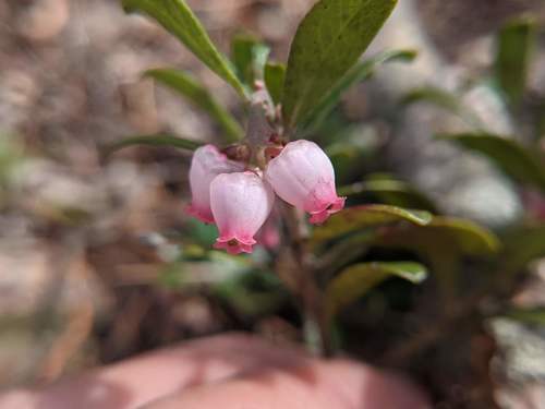 Arctostaphylos uva-ursi (kinnikinnick) (alternate view 3)