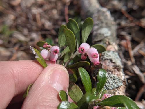 Arctostaphylos uva-ursi (kinnikinnick) (alternate view 4)