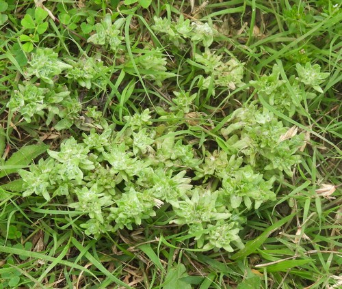 Diaperia prolifera (flathead rabbit tobacco) (alternate view 8)