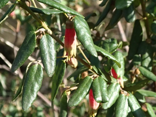 Correa glabra (rock correa) (alternate view 7)