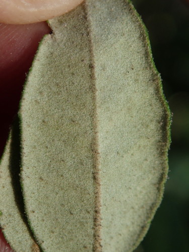 Correa glabra (rock correa) (alternate view 8)