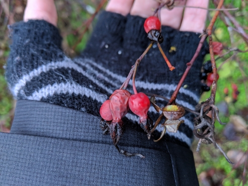 Rosa pisocarpa (clustered wild rose)