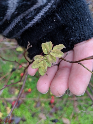 Rosa pisocarpa (clustered wild rose) (alternate view 2)