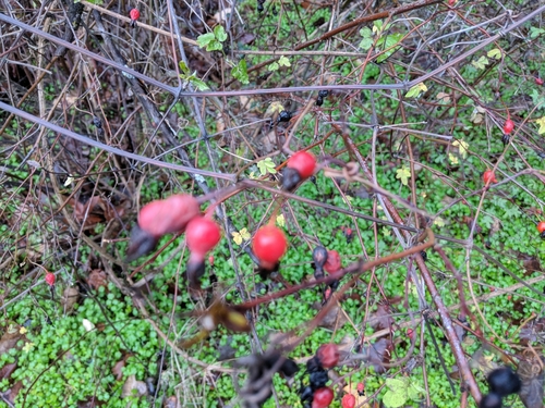 Rosa pisocarpa (clustered wild rose) (alternate view 3)