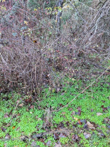Rosa pisocarpa (clustered wild rose) (alternate view 4)