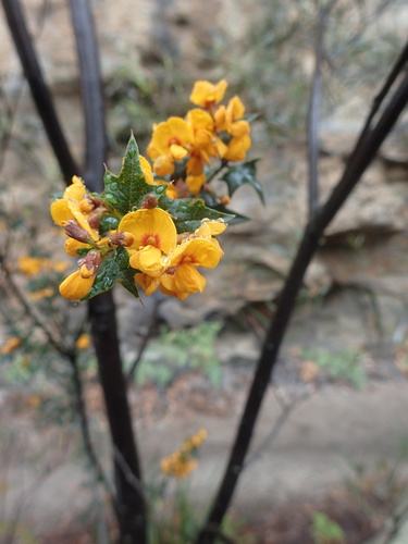Podolobium ilicifolium (Prickly Shaggy Pea) (alternate view 2)
