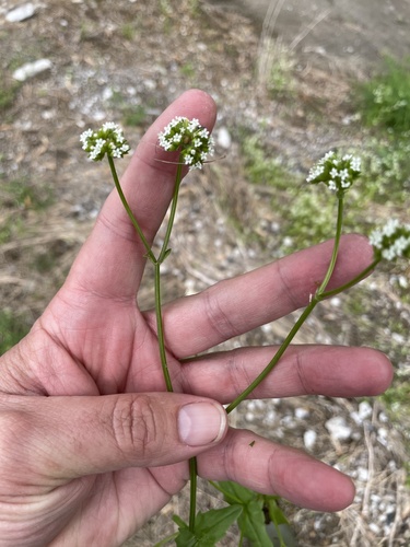 Valerianella radiata (beaked cornsalad)
