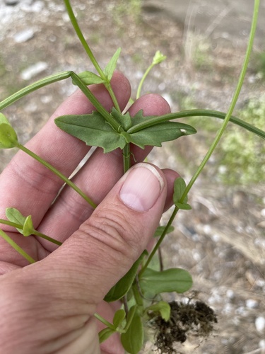 Valerianella radiata (beaked cornsalad) (alternate view 2)