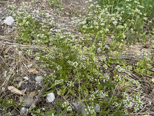 Valerianella radiata (beaked cornsalad) (alternate view 3)
