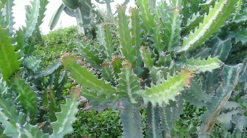 Euphorbia lactea (Dragon Bones)