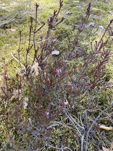 Calluna vulgaris (Scotch Heather) (alternate view 8)