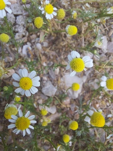 Matricaria chamomilla (German Chamomile)