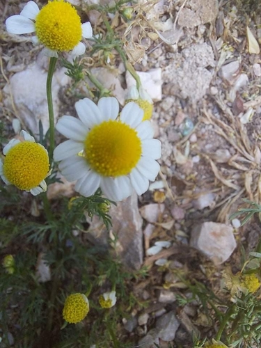 Matricaria chamomilla (German Chamomile)