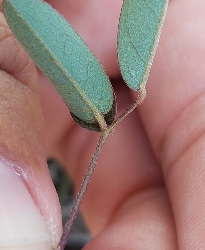Galactia (Milkpeas) (alternate view 7)