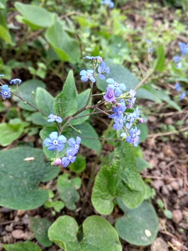 Brunnera macrophylla (perennial forget-me-not) (alternate view 3)