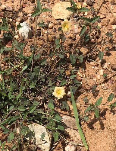 Sida abutilifolia (spreading sida) (alternate view 2)