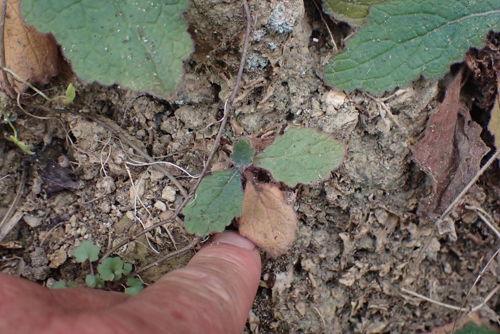 Rehmannia glutinosa, Chinese foxglove — clumping deciduous (Orobanchaceae) (image 5 of 10)