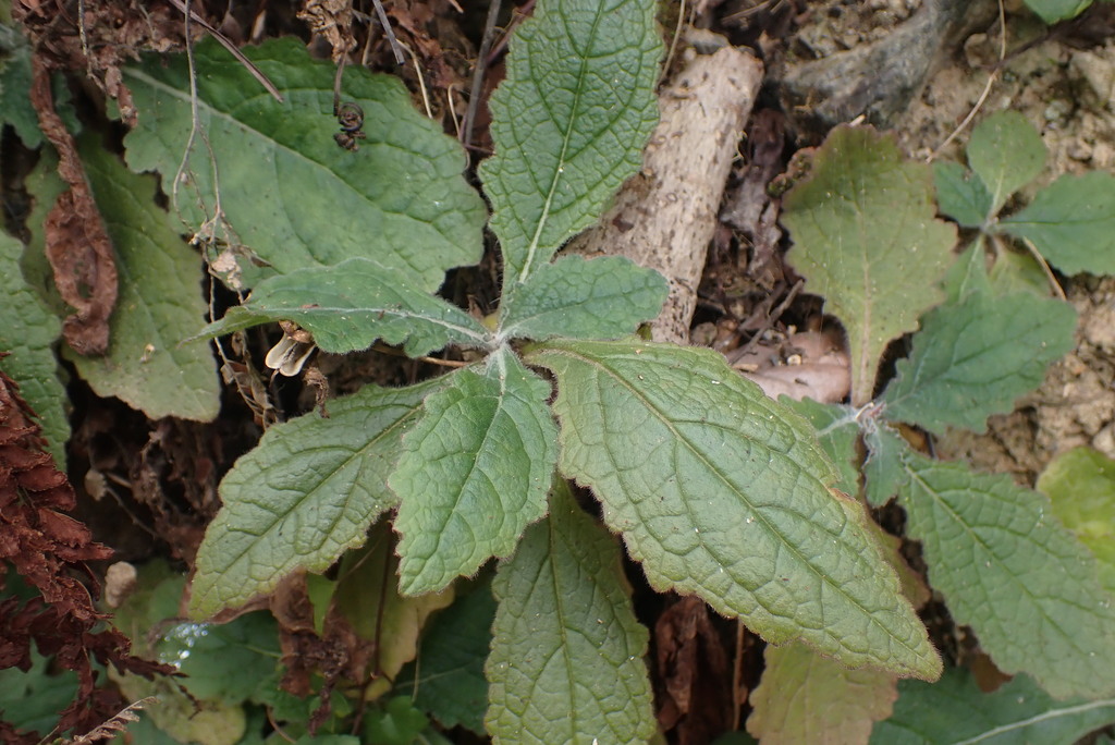 Rehmannia glutinosa, Chinese foxglove — clumping deciduous (Orobanchaceae) (image 6 of 10)