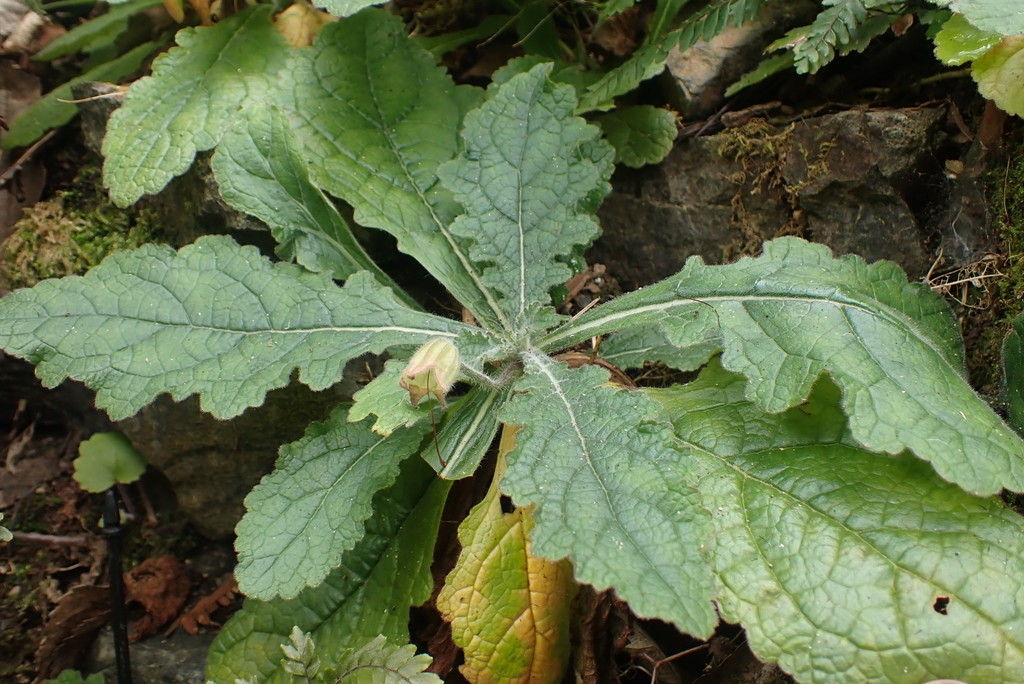 Rehmannia glutinosa, Chinese foxglove — clumping deciduous (Orobanchaceae) (image 7 of 10)