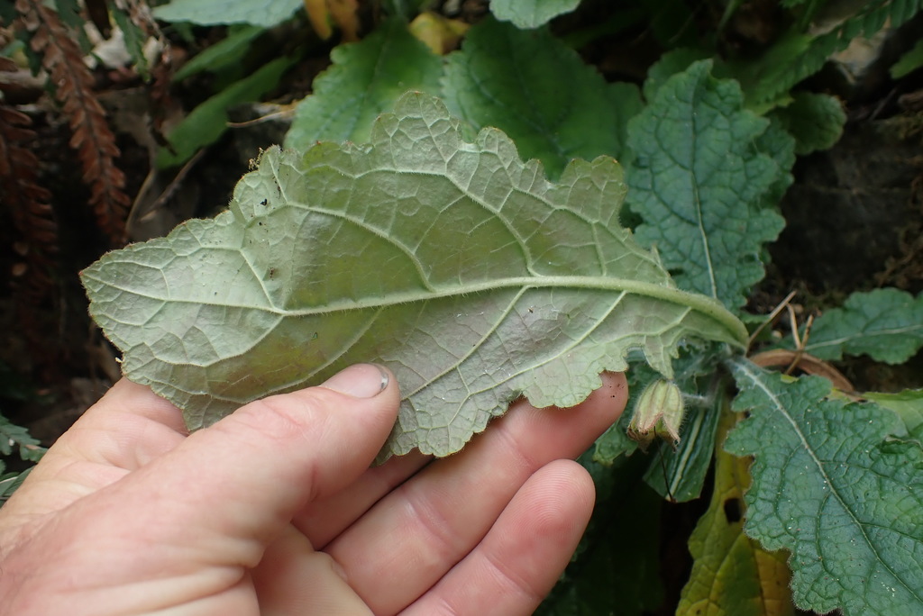 Rehmannia glutinosa, Chinese foxglove — clumping deciduous (Orobanchaceae) (image 8 of 10)