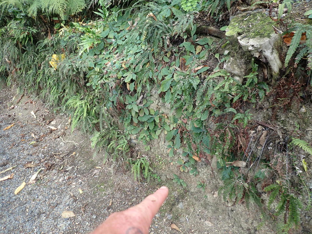 Rehmannia glutinosa, Chinese foxglove — clumping deciduous (Orobanchaceae) (image 10 of 10)