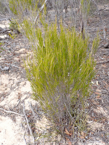 Melaleuca uncinata (broombush) (alternate view 10)