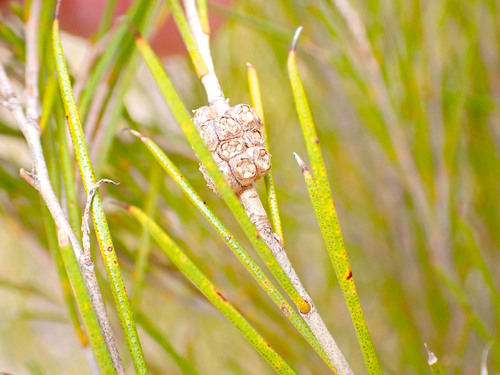 Melaleuca uncinata (broombush) (alternate view 9)