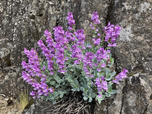 Penstemon barrettiae (Barrett's Penstemon)