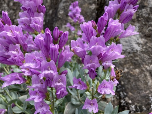 Penstemon barrettiae (Barrett's Penstemon) (alternate view 2)