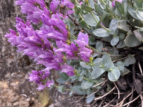 Penstemon barrettiae (Barrett's Penstemon) (alternate view 3)