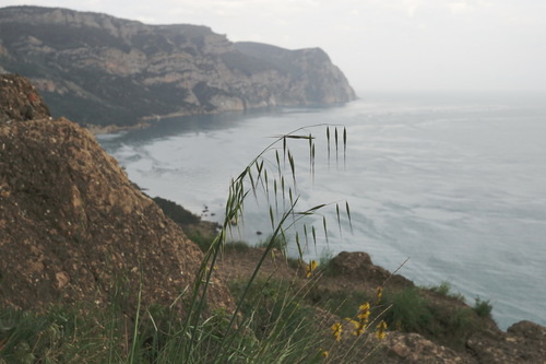 Avena barbata (slender wild oat) (alternate view 13)