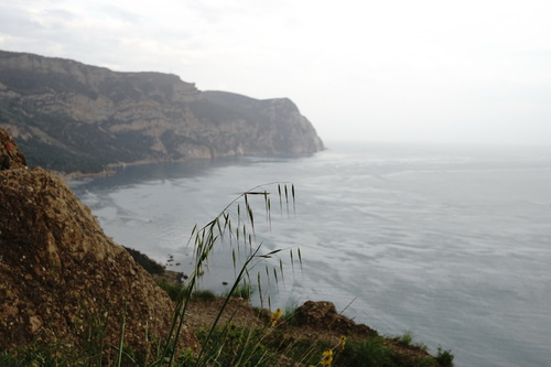 Avena barbata (slender wild oat) (alternate view 14)