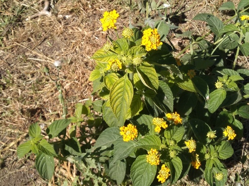 Lantana × hybrida (New Gold Lantana) (alternate view 4)