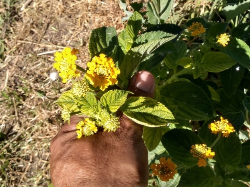 Lantana × hybrida (New Gold Lantana) (alternate view 5)