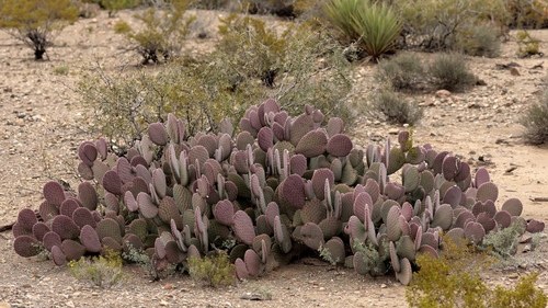 Opuntia microdasys (Bunny Ears Cactus)