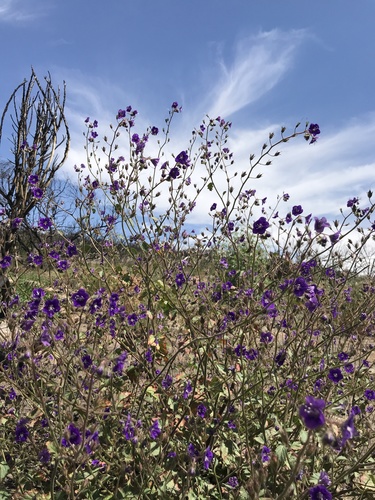 Phacelia parryi (Parry's phacelia) (alternate view 4)